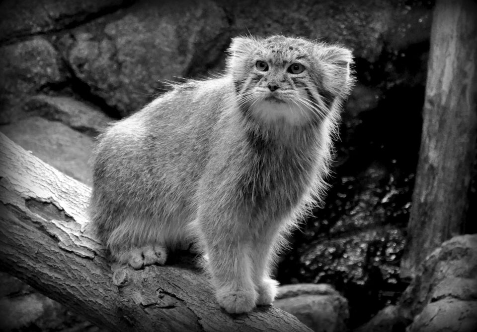 Pallas Cat