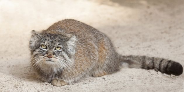 Pallas's Cat at Desert's Edge 