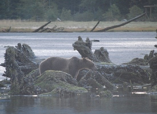 Grizzly Bears