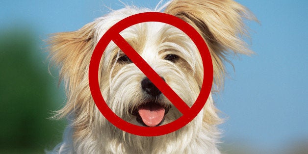 12 Things You Understand If You're Not An Animal Person | HuffPost Life 12 Things You Understand If You're Not An Animal Person | HuffPost Life