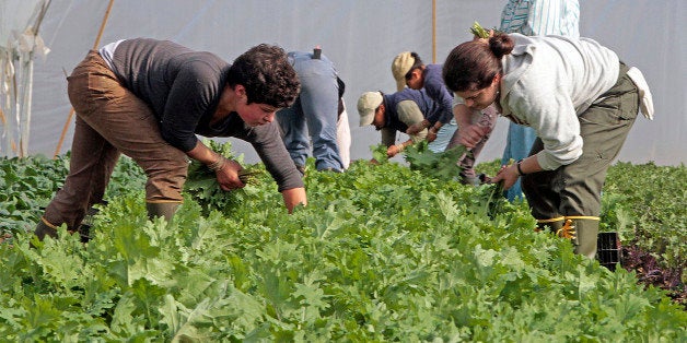 FILE - In this May 7, 2012 file photo, workers harvest greens at Pete's Greens in Craftsbury, Vt. The federal Small Business Administration has named the owner of Pete's Greens, an organic vegetable farm in Craftsbury, Vermont's small businessman of the year. Pete's Greens employs 14 people full time and has up to 500 members in its community supported agriculture program, in which members pay up front for food grown or produced on the farm or by other farms. The farm also sells to grocery stores and restaurants and at the Montpelier farmers' market. (AP Photo/Toby Talbot)