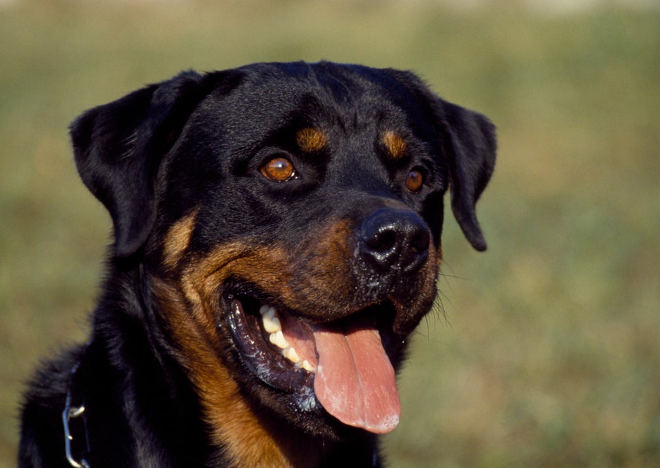 10. Rottweiler