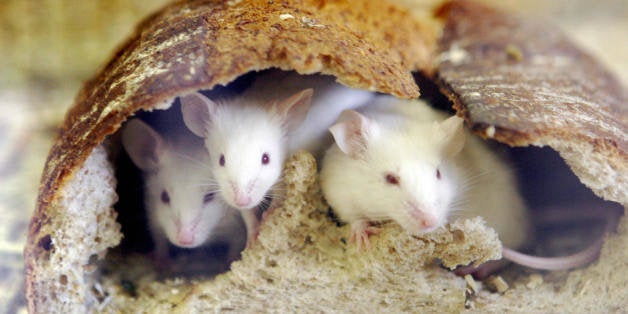 Mice peer out from a loaf of bread which they hollow out and use the crust to live in, during an attraction for New Year visitors at the Inokashira Park Zoo in suburban Tokyo 06 January 2008, on the last day of Japan's largest holiday. This year is the Year of the Rat, according to the Chinese zodiac. AFP PHOTO / Yoshikazu TSUNO (Photo credit should read YOSHIKAZU TSUNO/AFP/Getty Images)