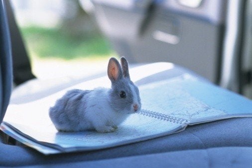 Denver Airport Invaded By Car-Eating Rabbits | HuffPost Life