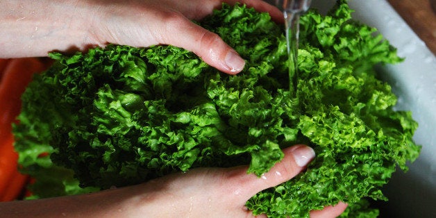 HAMBURG, GERMANY - MAY 26: A women washes a lettuce on May 26, 2011 in Hamburg, Germany. German health authorities have announced they suspect cucumbers, tomatoes and salad grown in northern Germany to be possible carriers of potentially lethal enterohemorrhagic E. coli, also known as the EHEC bacteria, in a an outbreak that has thus far inflicted over 400 people and caused one confirmed death since mid-May. (Photo by Joern Pollex/Getty Images)