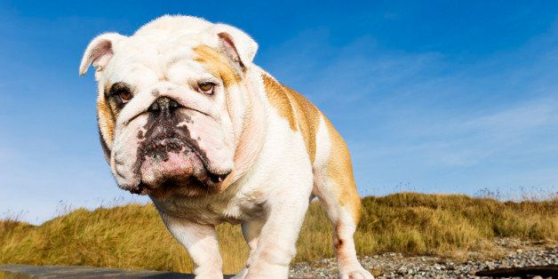 Five year old British Bulldog adopting a rather coquettish pose for the camera.More Bugs & Pets here