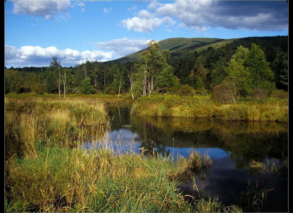 Catskills Mountains and Freshwater Marsh