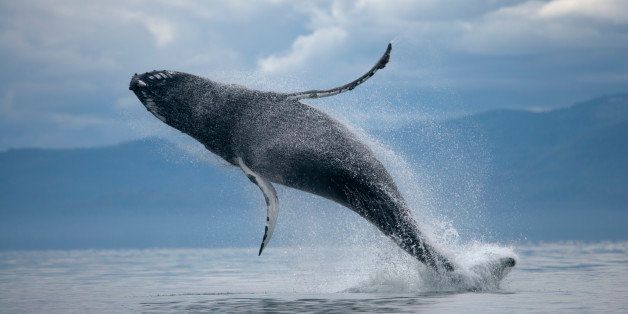 USA, Alaska, Tongass National Forest, Humpback Whale (Megaptera novaengliae) breaching in Frederick Sound