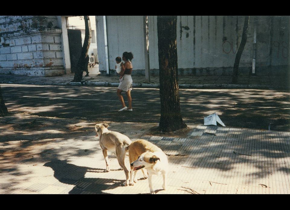 The Siamese Dogs (Photo 1 of 2)