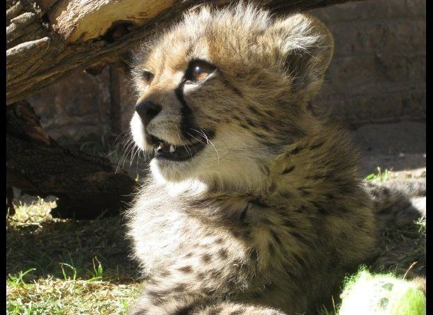 Fighter, the Cheetah Cub