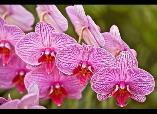 See: Orchid Show