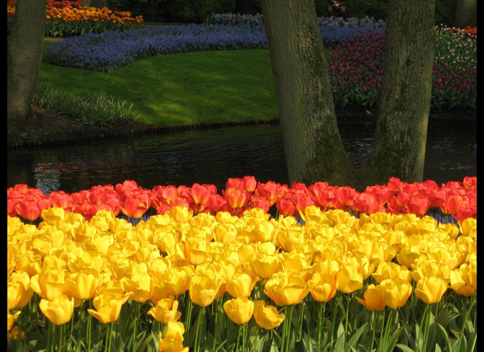 Tulips: Holland's Keukenhof Gardens 