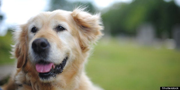 golden retriever lying down...