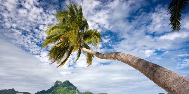 French Polynesia, Tahiti, Bora Bora, scenic palm trees in front of resort bungalows.