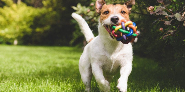 pet, dog, playing, ball, colorful, lawn, jack russell terrier