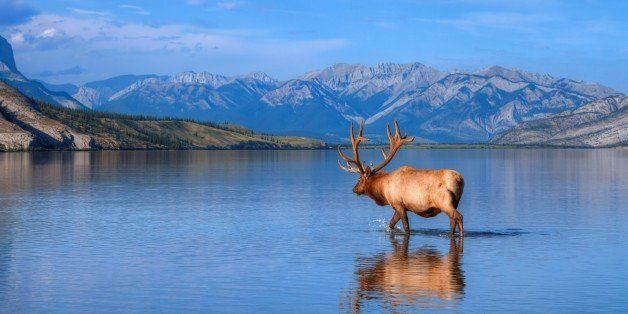 Elk in Jasper Lake. Jasper National Park, Alberta, Canada