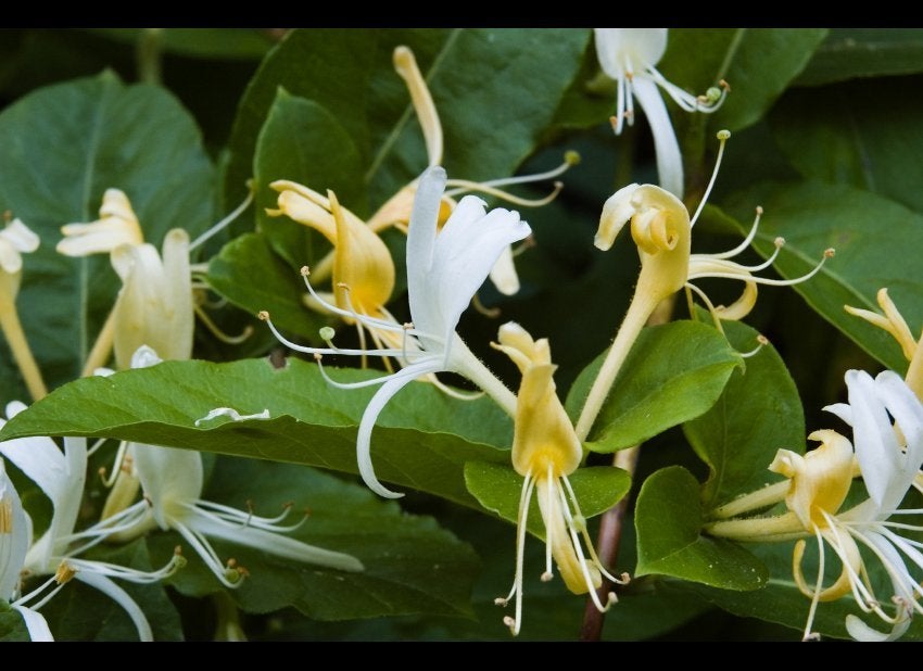 Lonicera Flower