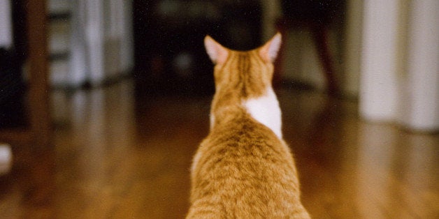 Cat sitting on wooden floor.