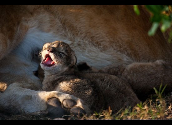 Lion Cub Yawning