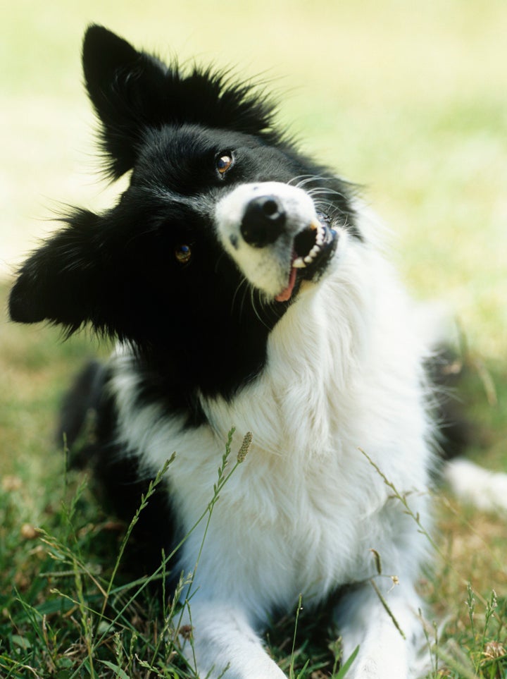 can a dog read your mind