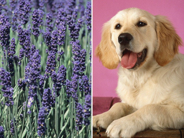 is lavender essential oil good for dogs