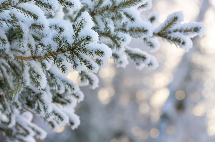 Snow-covered tree branch at sunset