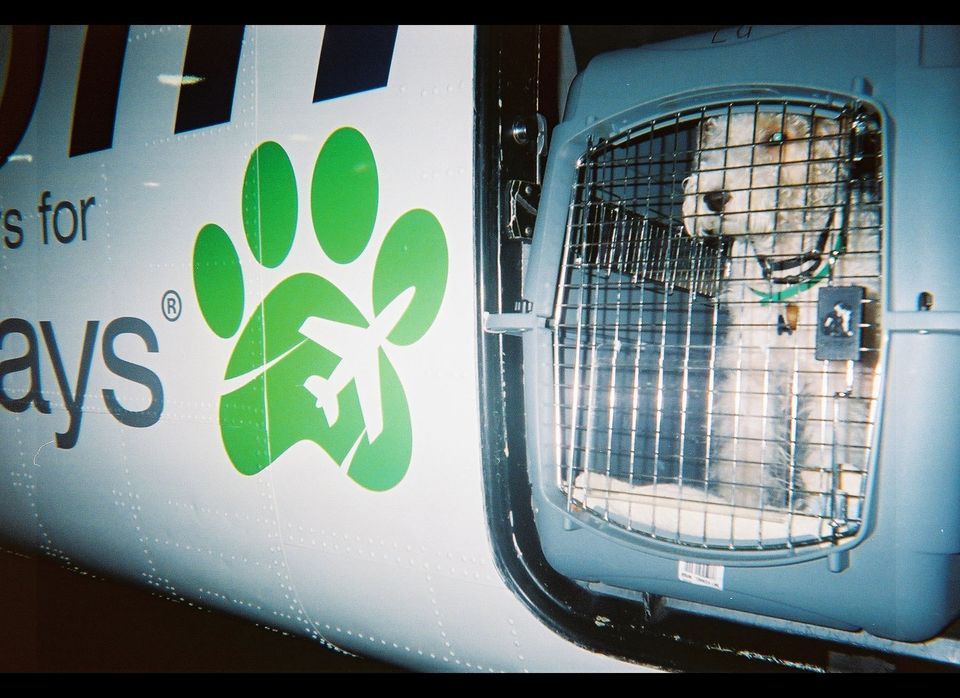 From Shelter Dog to Jetsetter on Pet Airways
