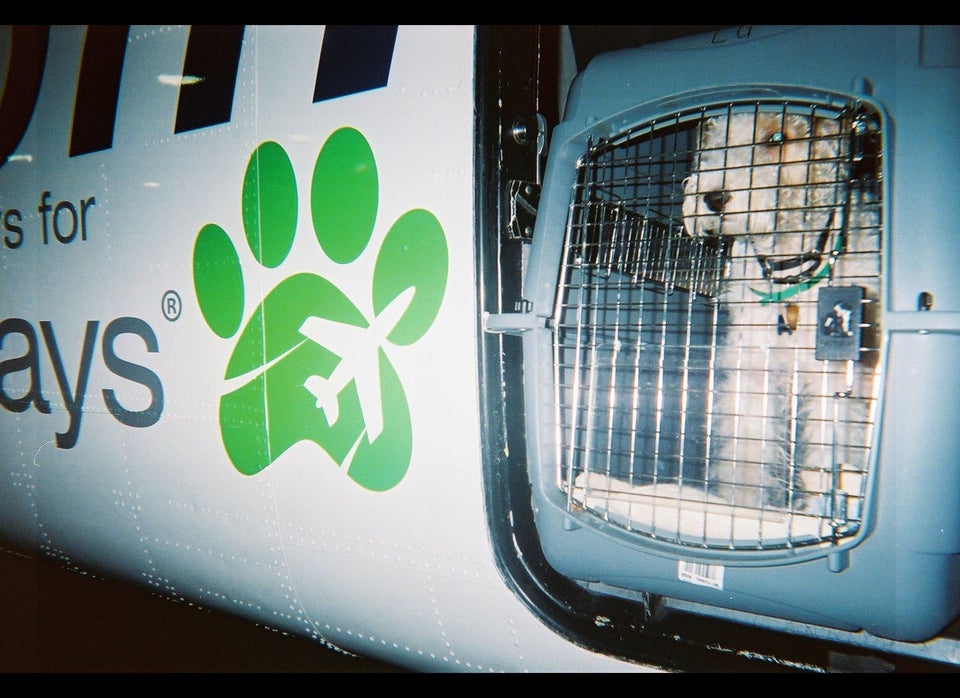 From Shelter Dog to Jetsetter on Pet Airways