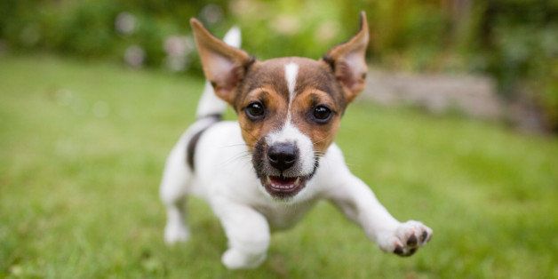 A playful puppy dog running around in the garden while looking straight into the lens.