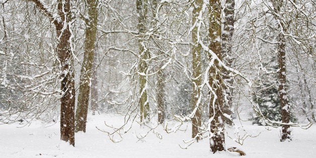 Snow covered forest