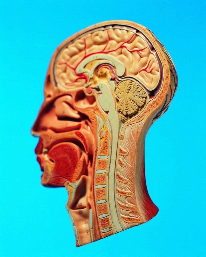 Wonderbaar The Neuroscience of Pleasure | HuffPost Life QJ-32