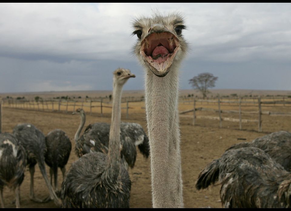 Liars Get Ignored: The Ostrich Effect