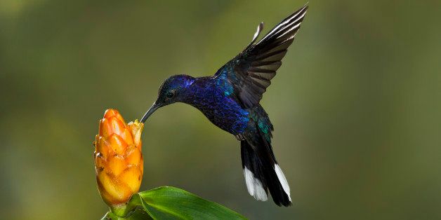 Violet Sabre Wing hummingbird in flight