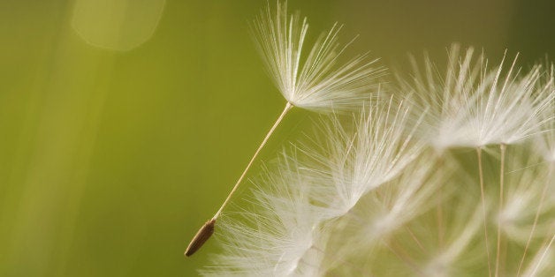A dandelion seed hangs on to the main flower.Soft light makes up the bokeh.
