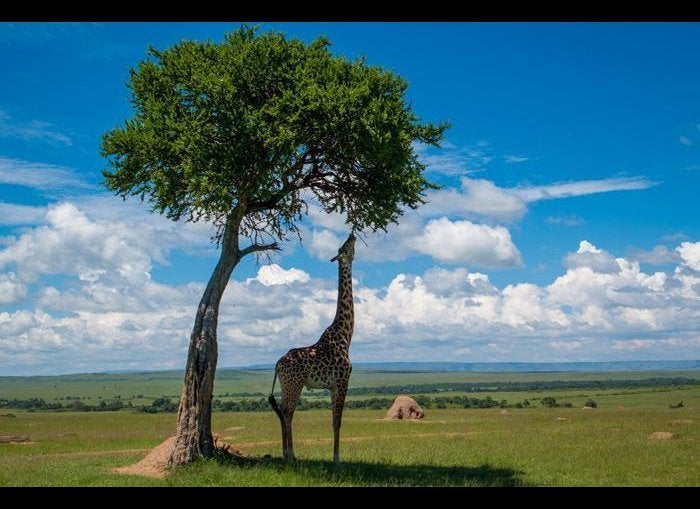 Maasai Mara, Kenya