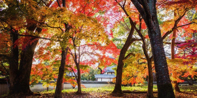 this photo was taken at Seiryou-ji temple, Kyoto. sunlight is coming through the leaves of autumn foliage.