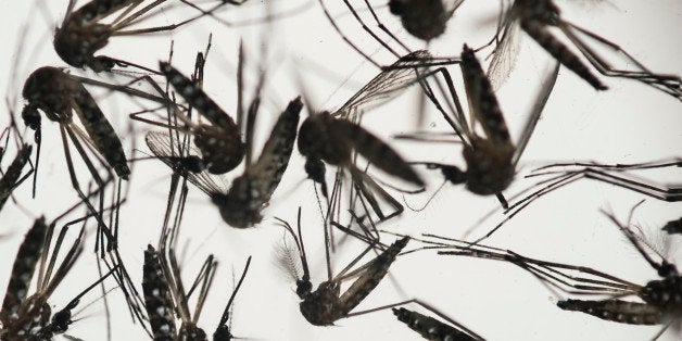 In this Wednesday, Jan. 27, 2016 photo, Aedes aegypti mosquitoes sit in a petri dish at the Fiocruz institute in Recife, Pernambuco state, Brazil. The mosquito is a vector for the proliferation of the Zika virus spreading throughout Latin America. New figures from Brazil's Health Ministry show that the Zika virus outbreak has not caused as many confirmed cases of a rare brain defect as first feared. (AP Photo/Felipe Dana)