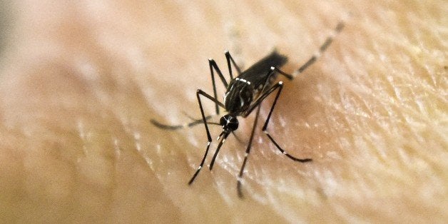 An Aedes Aegypti mosquito is photographed on human skin in a lab of the International Training and Medical Research Training Center (CIDEIM) on January 25, 2016, in Cali, Colombia. CIDEIM scientists are studying the genetics and biology of Aedes Aegypti mosquito which transmits the Zika, Chikungunya, Dengue and Yellow Fever viruses, to control their reproduction and resistance to insecticides. The Zika virus, a mosquito-borne disease suspected of causing serious birth defects, is expected to spread to all countries in the Americas except Canada and Chile, the World Health Organization said. AFP PHOTO/LUIS ROBAYO / AFP / LUIS ROBAYO (Photo credit should read LUIS ROBAYO/AFP/Getty Images)