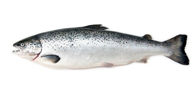 Scottish Atlantic Salmon (Salmo solar) whole, isolated on a white studio background.