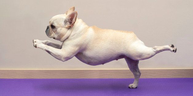 A 2 year old French Bulldog doing a Yoga pose (warrior 3 approximation) on a purple Yoga mat. In front of a cream wall background.
