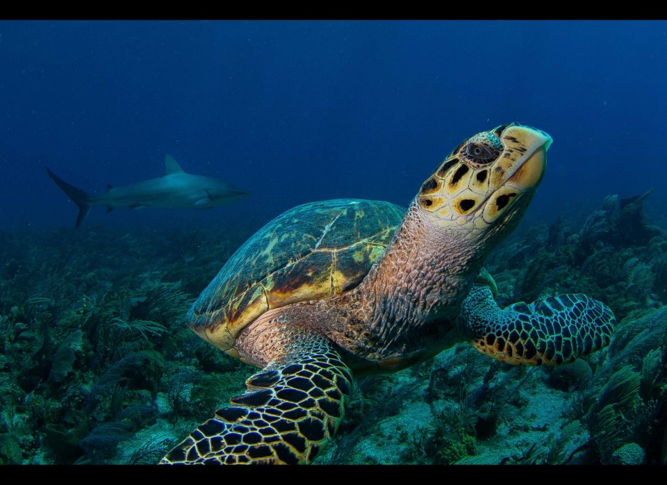 Hawksbill turtle