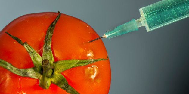 Injecting with hypodermic needle a bright green substance into a red tomato. Biotech