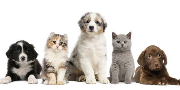 Group of pets: kitten and puppy on a raw