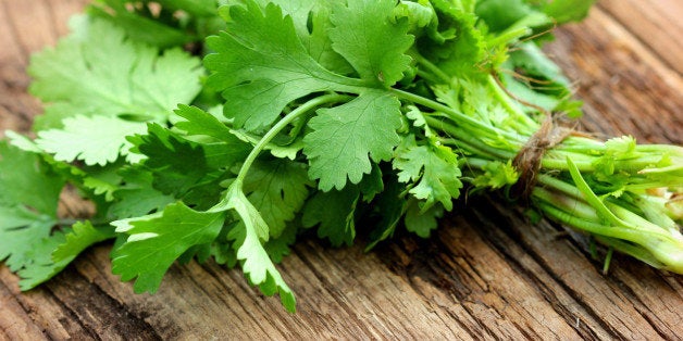 Bunch of fresh coriander on a wooden table