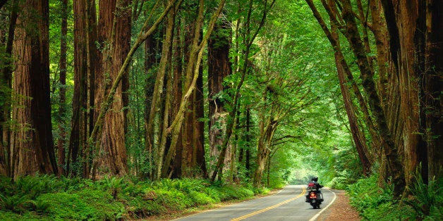 Motorcycle travelling through the redwood trees on the Avenue of the Giants in Humboldt Redwoods State Park.