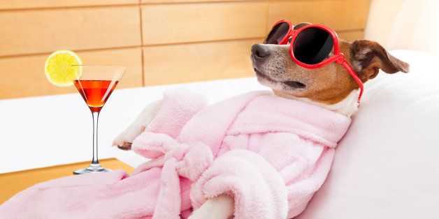 jack russell dog relaxing and lying, in spa wellness center ,wearing a bathrobe and funny sunglasses , martini cocktail inlcuded