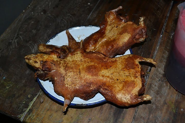 guinea pig dish