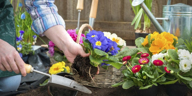 Gardeners hands planting flowers in pot with dirt or soil at back yard