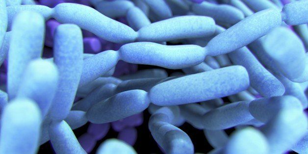 Probiotic Lactobacillis Bacteria