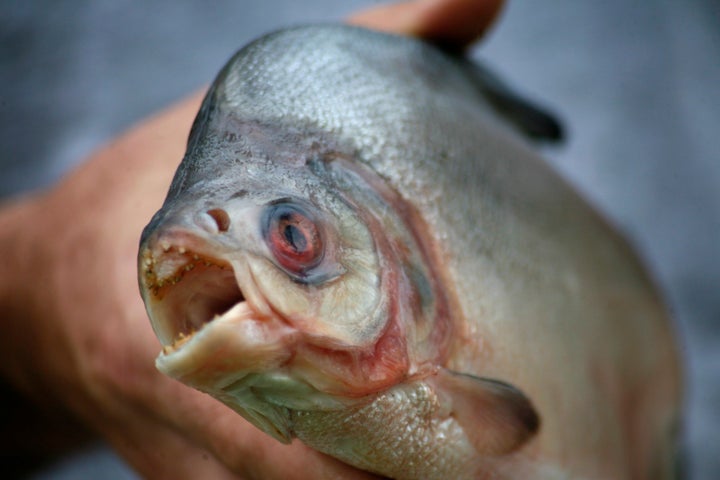 piranha attack photos